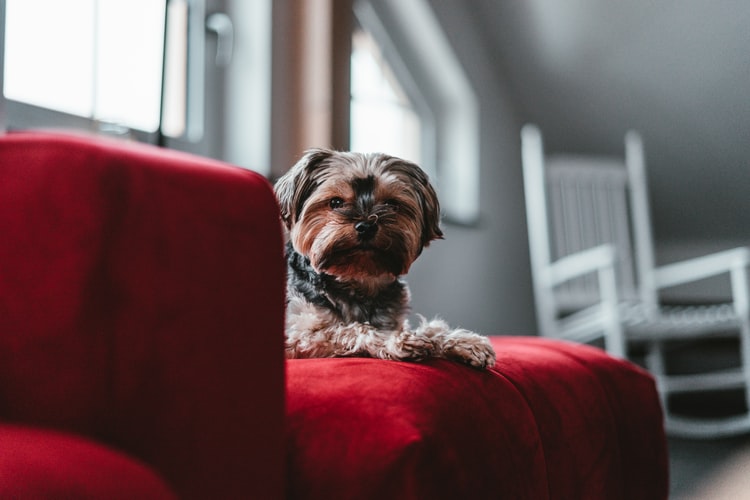 Televisão para Cachorro — Conheça a “Companhia” para o seu Pet